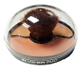  Giovi Blusher Duo Dome Shaped 1 4.8 g 